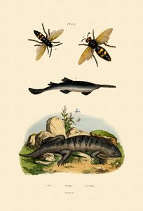Pez sierra, 1833-39 de French School